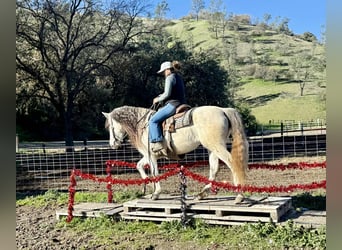 American Quarter Horse, Stute, 8 Jahre, 147 cm, Schimmel