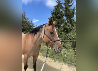 American Quarter Horse, Stute, 8 Jahre, 148 cm