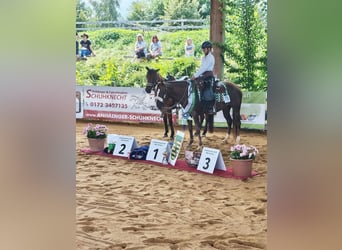 American Quarter Horse, Stute, 8 Jahre, 150 cm, Brauner
