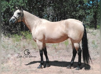 American Quarter Horse, Stute, 8 Jahre, 150 cm, Buckskin