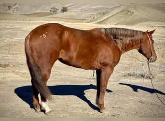 American Quarter Horse, Stute, 8 Jahre, 150 cm, Dunkelfuchs
