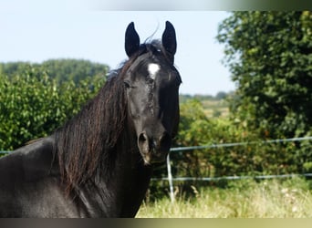 American Quarter Horse, Stute, 8 Jahre, 150 cm, Rappe