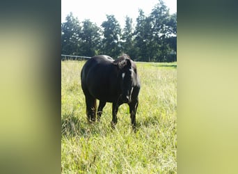 American Quarter Horse, Stute, 8 Jahre, 150 cm, Rappe