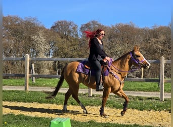 American Quarter Horse, Stute, 8 Jahre, 150 cm, Red Dun
