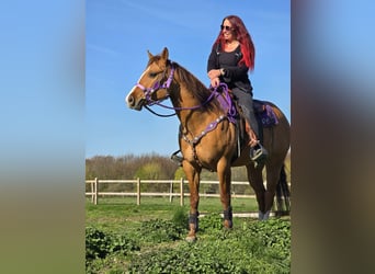 American Quarter Horse, Stute, 8 Jahre, 150 cm, Red Dun