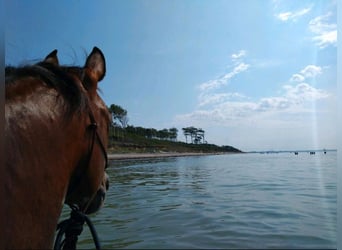 American Quarter Horse, Stute, 8 Jahre, 150 cm