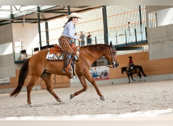 American Quarter Horse, Stute, 8 Jahre, 151 cm, Fuchs