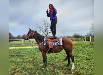American Quarter Horse, Stute, 8 Jahre, 152 cm, Brauner