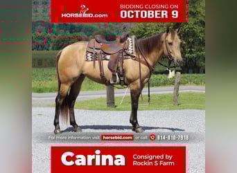American Quarter Horse, Stute, 8 Jahre, 152 cm, Buckskin