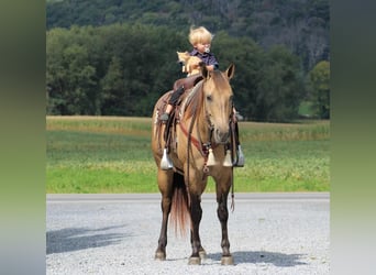 American Quarter Horse, Stute, 8 Jahre, 152 cm, Buckskin