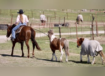 American Quarter Horse, Stute, 8 Jahre, 152 cm, Dunkelfuchs