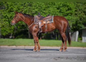 American Quarter Horse, Stute, 8 Jahre, 152 cm, Dunkelfuchs