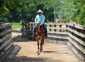 American Quarter Horse, Stute, 8 Jahre, 152 cm, Dunkelfuchs