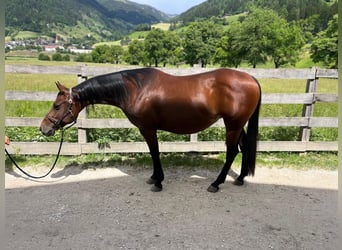 American Quarter Horse, Stute, 8 Jahre, 152 cm