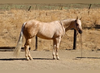 American Quarter Horse, Stute, 8 Jahre, 152 cm, Palomino