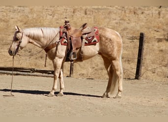American Quarter Horse, Stute, 8 Jahre, 152 cm, Palomino