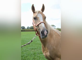 American Quarter Horse, Stute, 8 Jahre, 152 cm, Palomino
