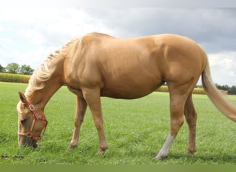 American Quarter Horse, Stute, 8 Jahre, 152 cm, Palomino