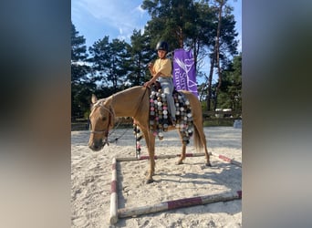 American Quarter Horse Mix, Stute, 8 Jahre, 152 cm, Palomino