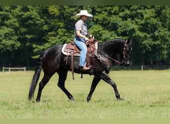 American Quarter Horse, Stute, 8 Jahre, 152 cm, Rappe