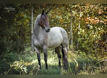 American Quarter Horse, Stute, 8 Jahre, 152 cm, Roan-Bay