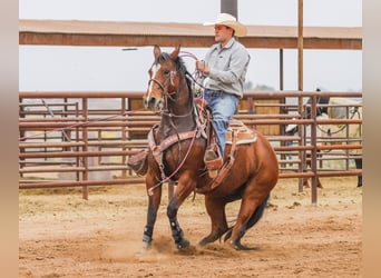 American Quarter Horse, Stute, 8 Jahre, 152 cm, Rotbrauner