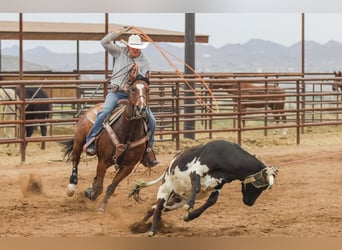 American Quarter Horse, Stute, 8 Jahre, 152 cm, Rotbrauner