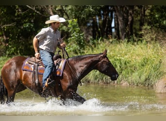 American Quarter Horse, Stute, 8 Jahre, 152 cm, Rotbrauner