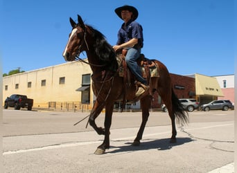 American Quarter Horse, Stute, 8 Jahre, 152 cm, Rotbrauner