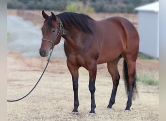 American Quarter Horse, Stute, 8 Jahre, 152 cm, Rotbrauner