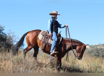 American Quarter Horse, Stute, 8 Jahre, 152 cm, Rotbrauner