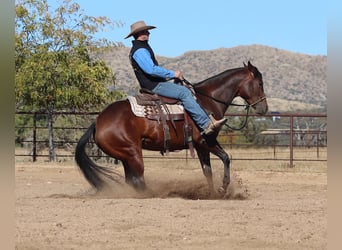 American Quarter Horse, Stute, 8 Jahre, 152 cm, Rotbrauner
