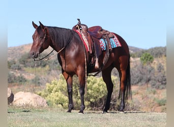 American Quarter Horse, Stute, 8 Jahre, 152 cm, Rotbrauner