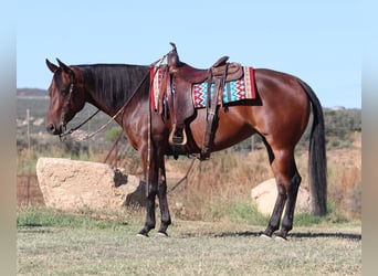 American Quarter Horse, Stute, 8 Jahre, 152 cm, Rotbrauner