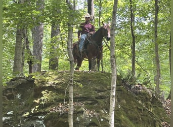 American Quarter Horse, Stute, 8 Jahre, 152 cm, Rotbrauner