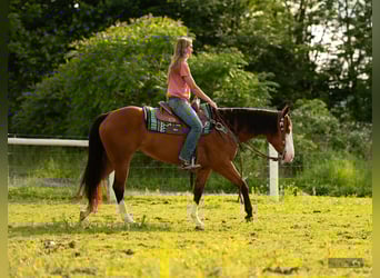 American Quarter Horse, Stute, 8 Jahre, 152 cm, Rotbrauner