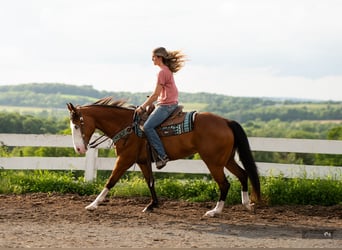 American Quarter Horse, Stute, 8 Jahre, 152 cm, Rotbrauner