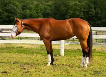 American Quarter Horse, Stute, 8 Jahre, 152 cm, Rotbrauner