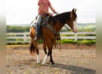 American Quarter Horse, Stute, 8 Jahre, 152 cm, Rotbrauner