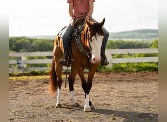 American Quarter Horse, Stute, 8 Jahre, 152 cm, Rotbrauner
