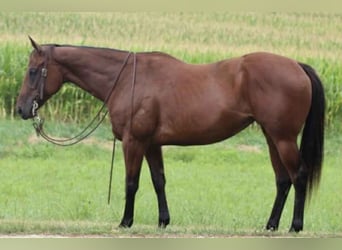 American Quarter Horse, Stute, 8 Jahre, 152 cm, Rotbrauner