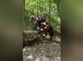 American Quarter Horse, Stute, 8 Jahre, 152 cm, Rotbrauner