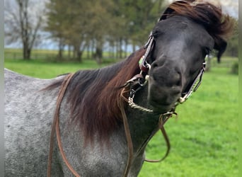 American Quarter Horse, Stute, 8 Jahre, 152 cm, Schimmel