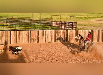 American Quarter Horse, Stute, 8 Jahre, 152 cm, Schimmel
