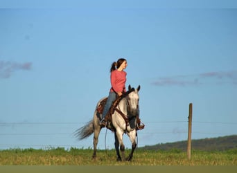 American Quarter Horse, Stute, 8 Jahre, 152 cm, Schimmel