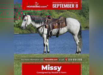 American Quarter Horse, Stute, 8 Jahre, 152 cm, Schimmel