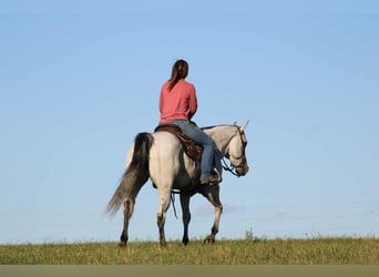 American Quarter Horse, Stute, 8 Jahre, 152 cm, Schimmel