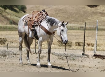 American Quarter Horse, Stute, 8 Jahre, 152 cm, Schimmel