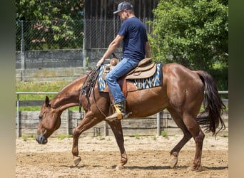 American Quarter Horse, Stute, 8 Jahre, 153 cm, Fuchs