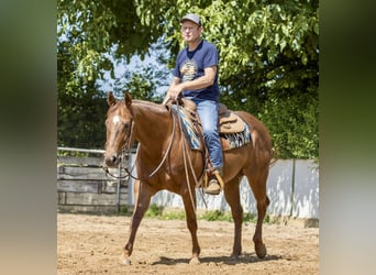 American Quarter Horse, Stute, 8 Jahre, 153 cm, Fuchs